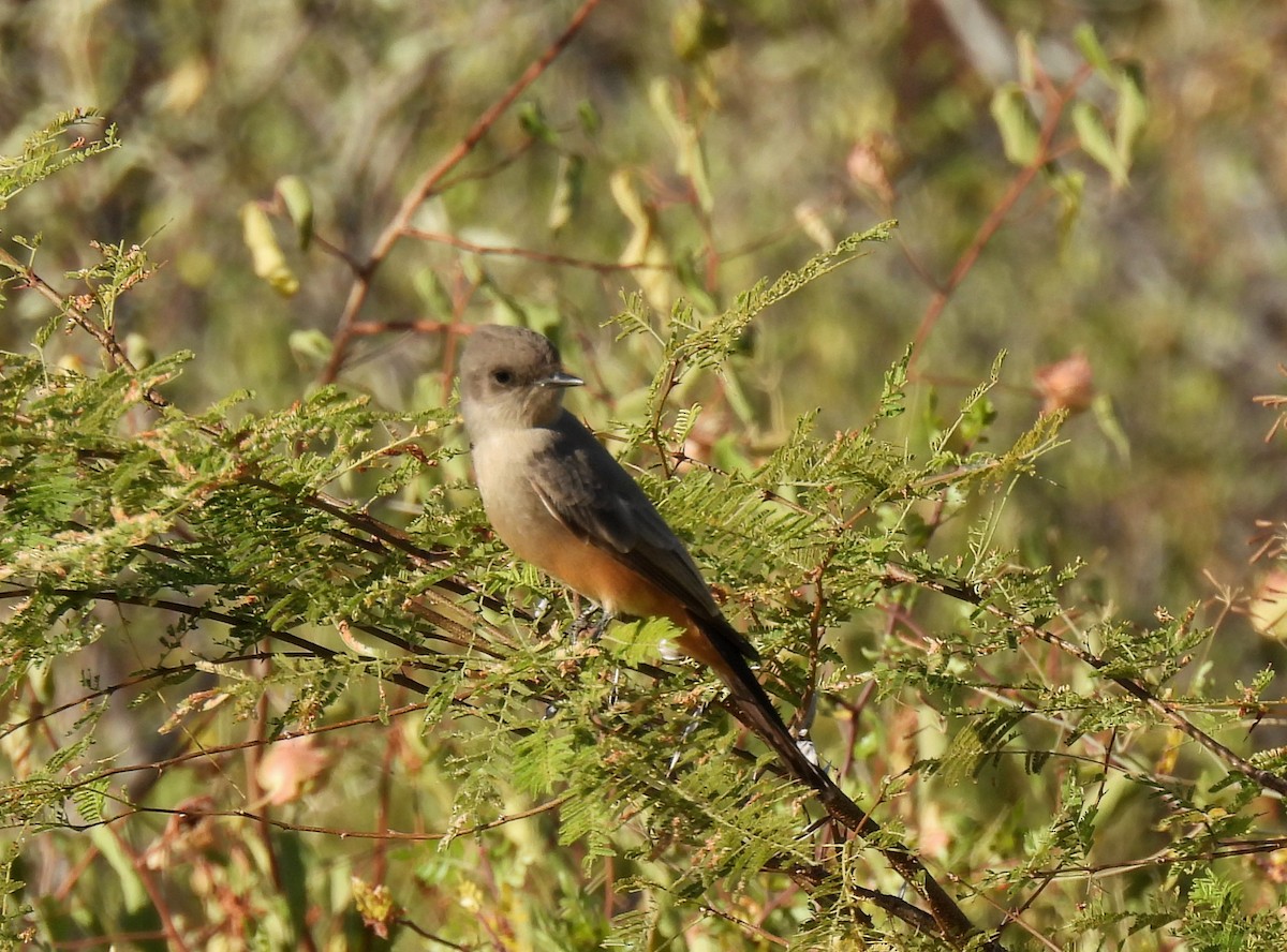 Say's Phoebe - Mary Tannehill