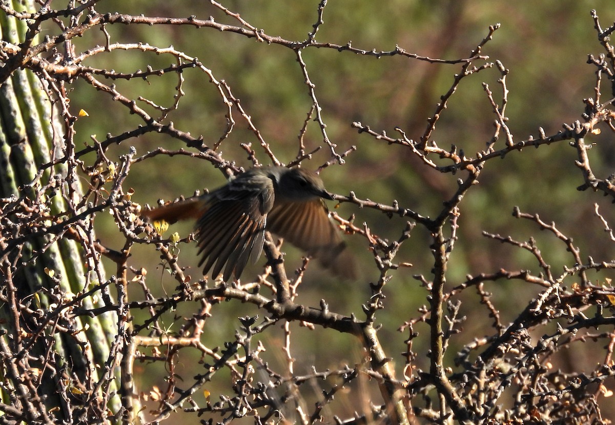 Say's Phoebe - Mary Tannehill