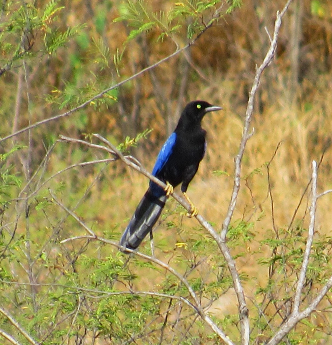 Purplish-backed Jay - ML610744527