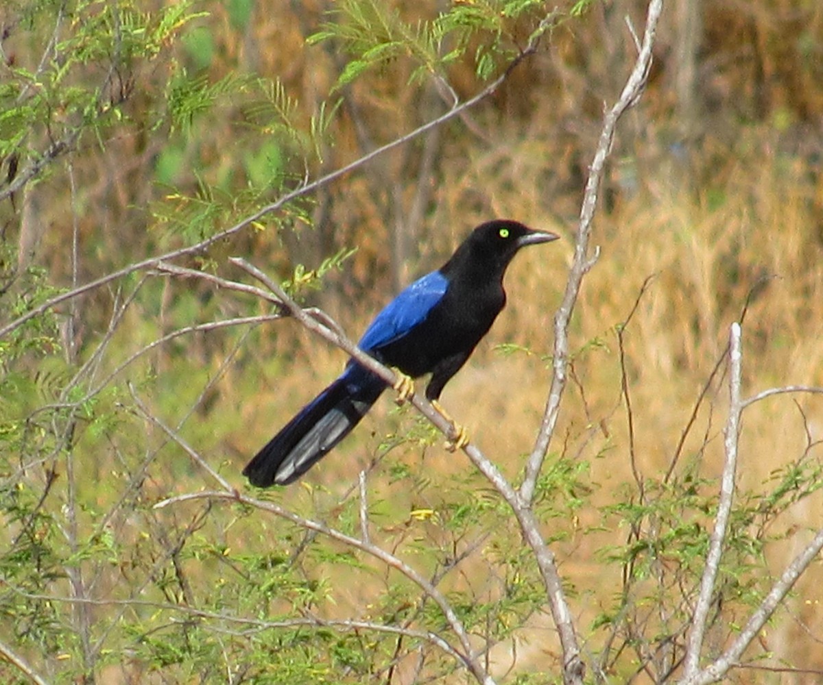 Purplish-backed Jay - ML610744528