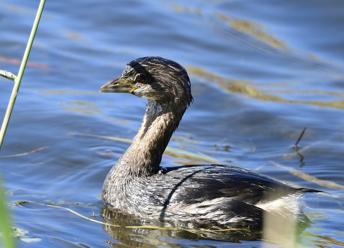 Pied-billed Grebe - ML610744557