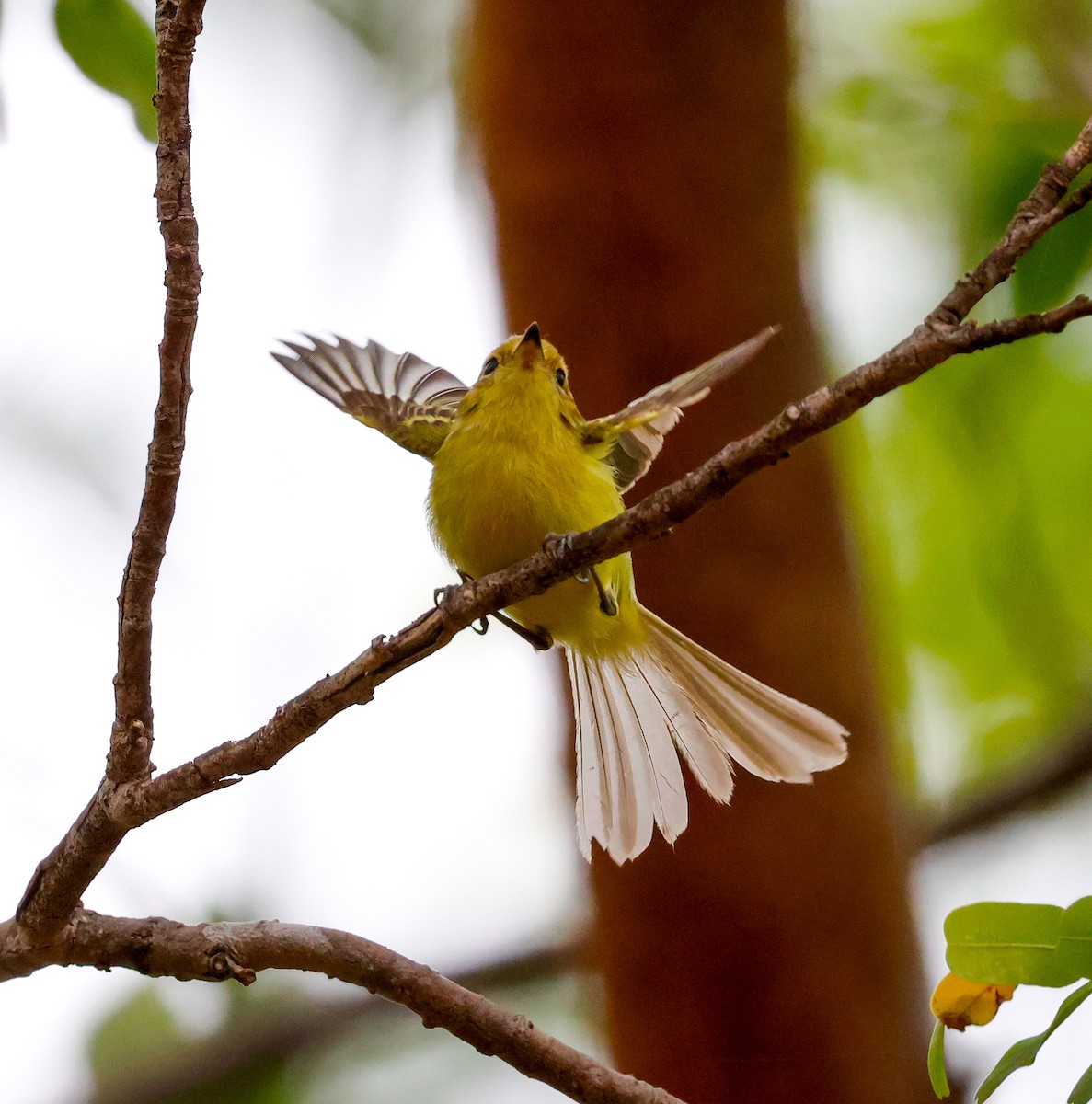 Minas Gerais Tyrannulet - ML610744610