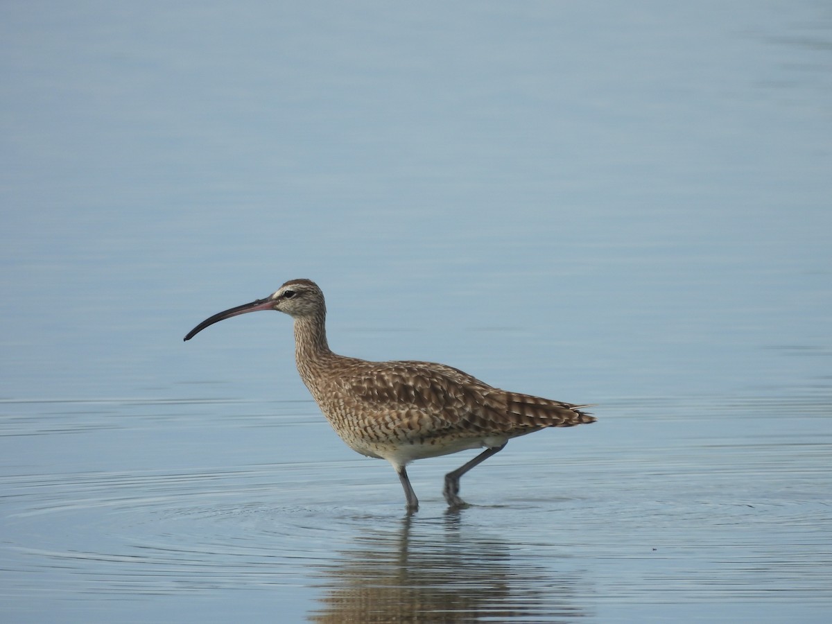 Whimbrel - ML610744760