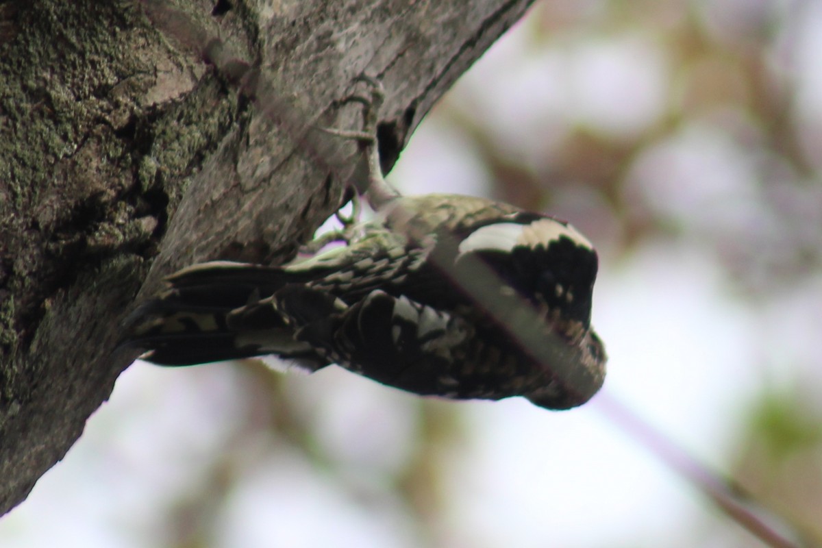 Yellow-bellied Sapsucker - ML610744782