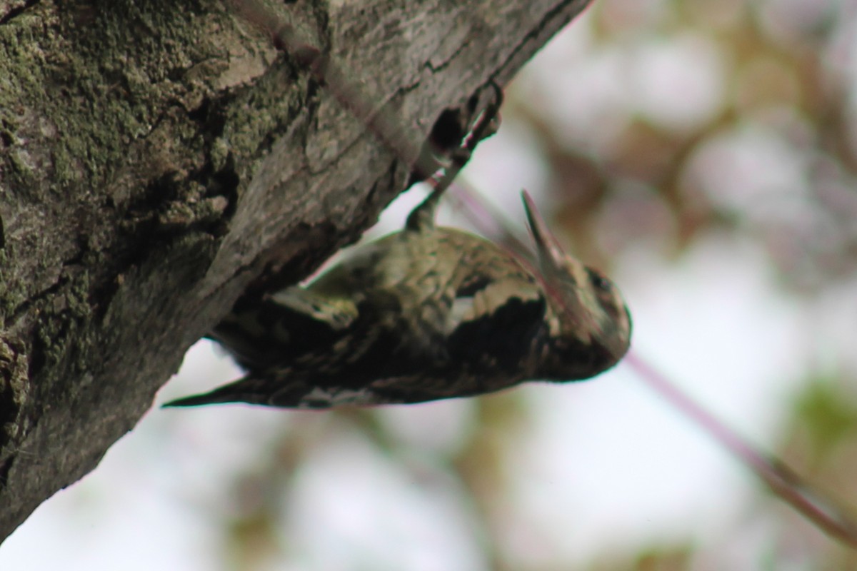 Yellow-bellied Sapsucker - Samuel Harris