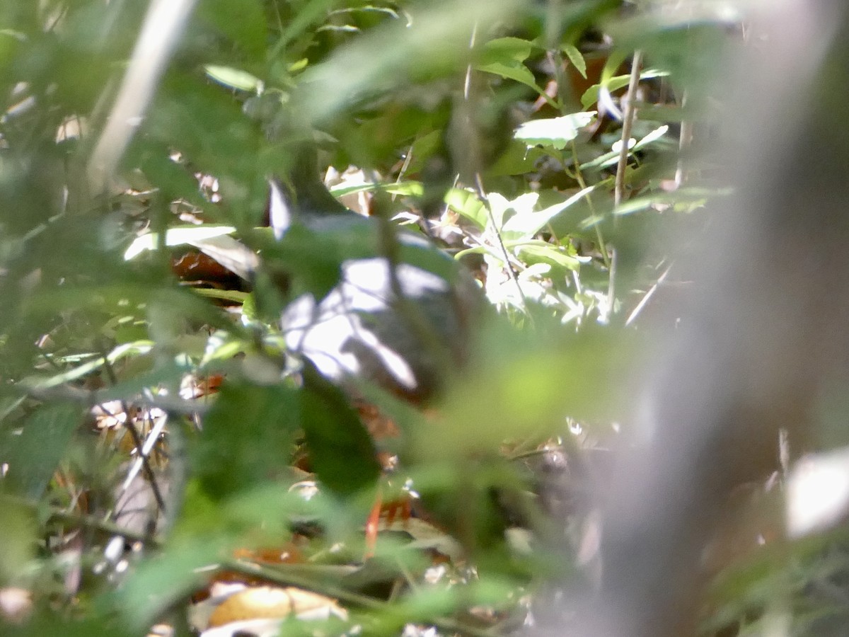 Tinamou à calotte noire - ML610744803