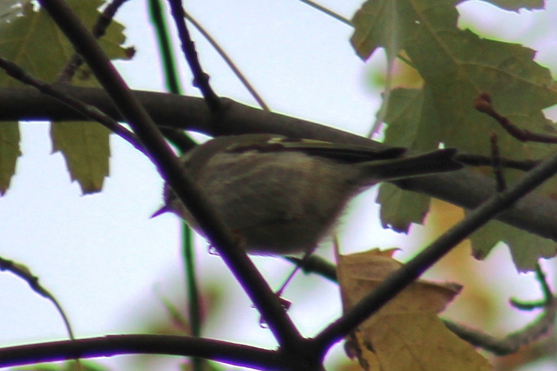 Golden-crowned Kinglet - ML610744853