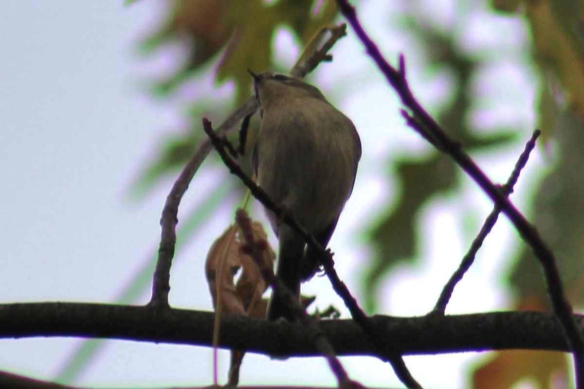 Golden-crowned Kinglet - ML610744854