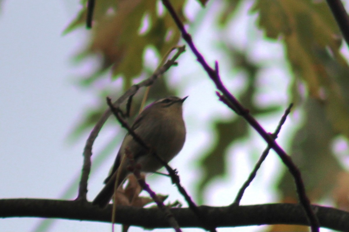 Golden-crowned Kinglet - Samuel Harris