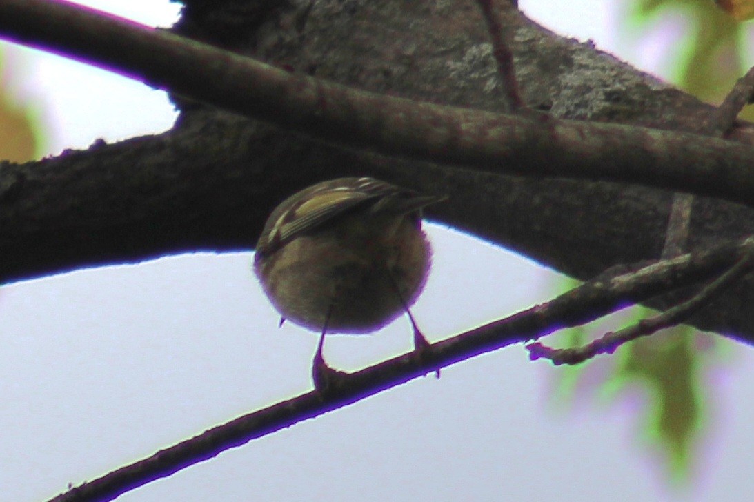 Golden-crowned Kinglet - Samuel Harris