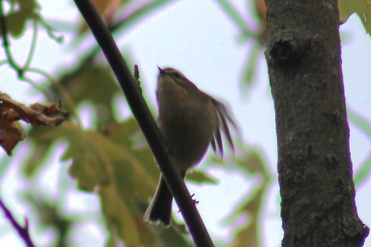 Golden-crowned Kinglet - ML610744858