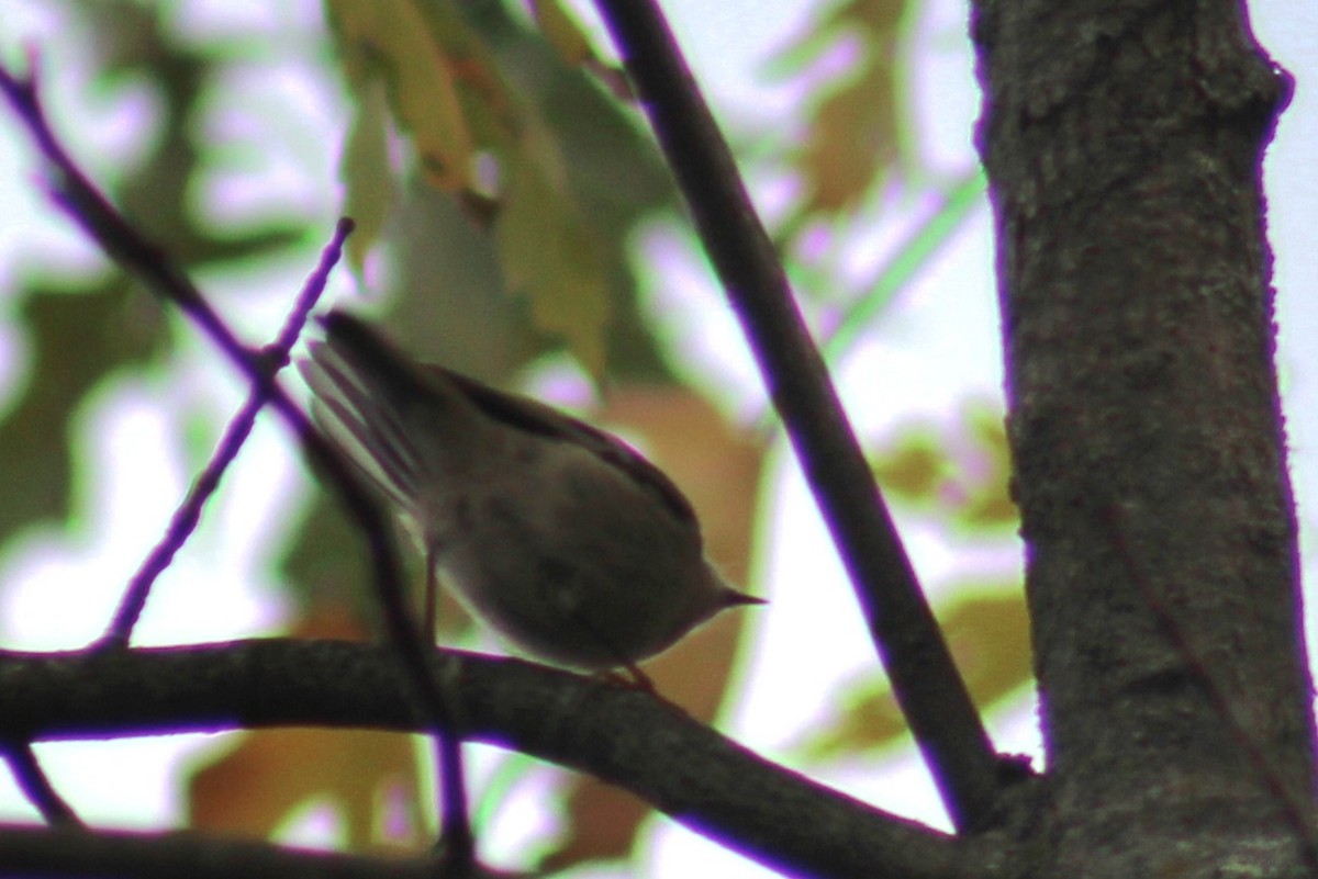 Golden-crowned Kinglet - ML610744859