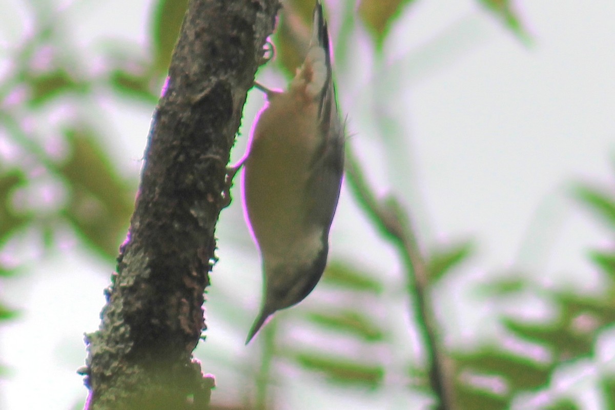 White-breasted Nuthatch (Eastern) - ML610744863