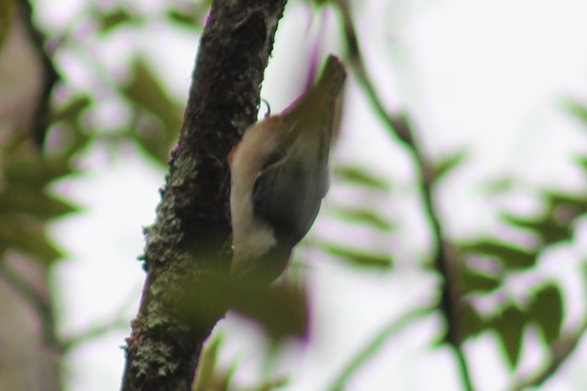 Trepador Pechiblanco (carolinensis) - ML610744864