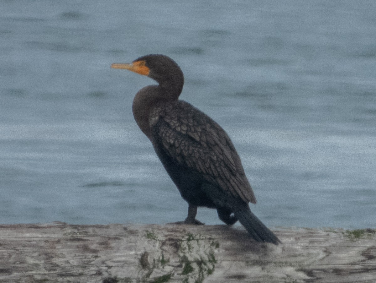 Double-crested Cormorant - Ann Larson