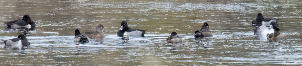 Ring-necked Duck - ML610744933