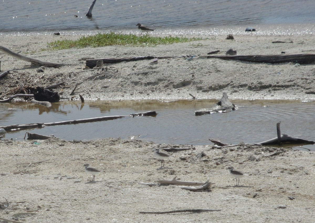 Snowy Plover - ML610744942