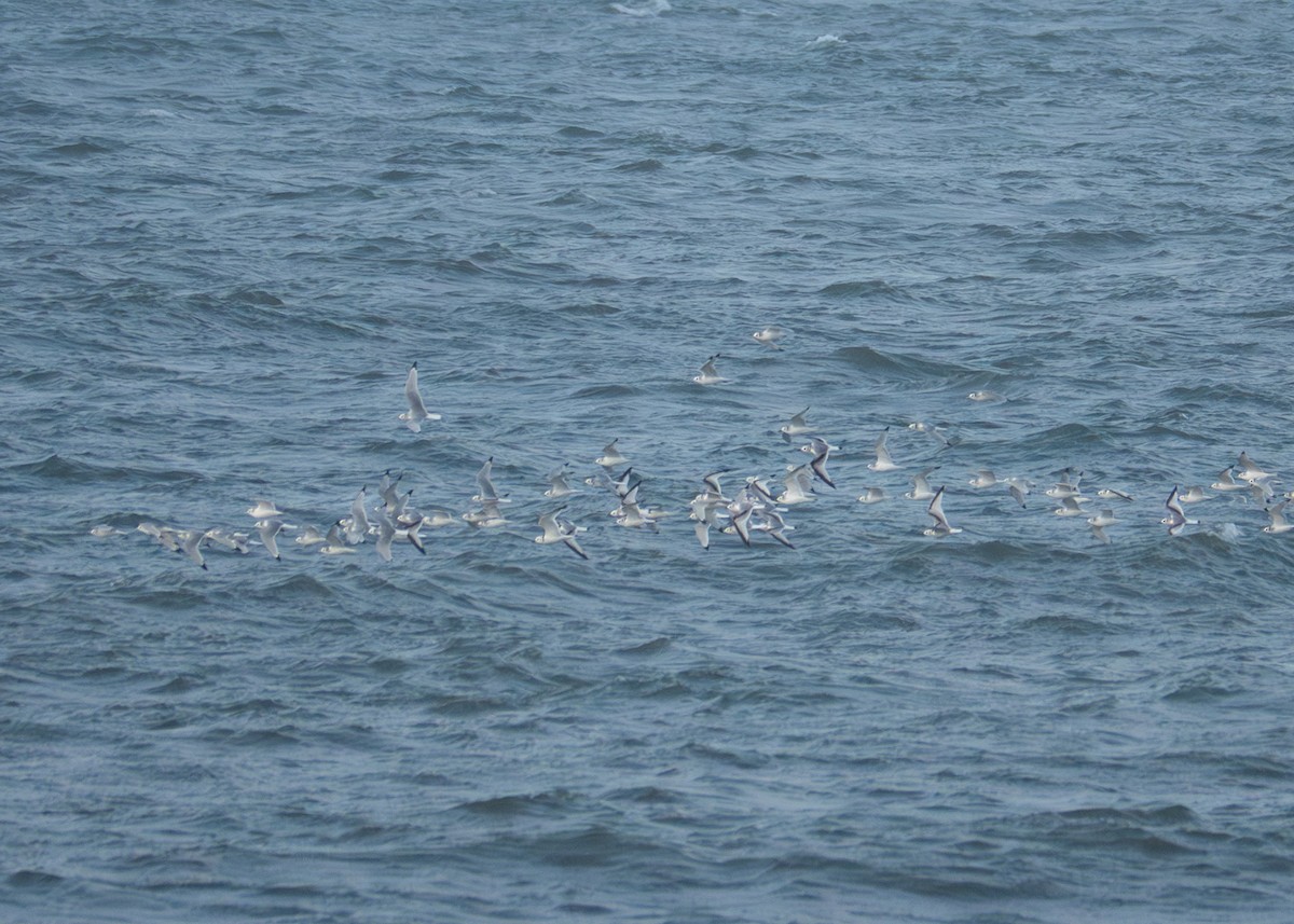 Black-legged Kittiwake - ML610744970