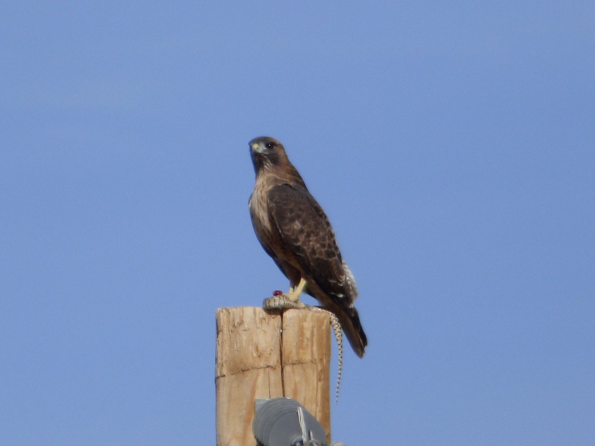 Red-tailed Hawk - Devin McDonald