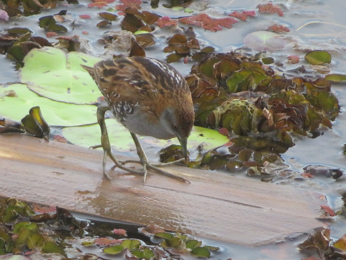 Baillon's Crake - ML610745317