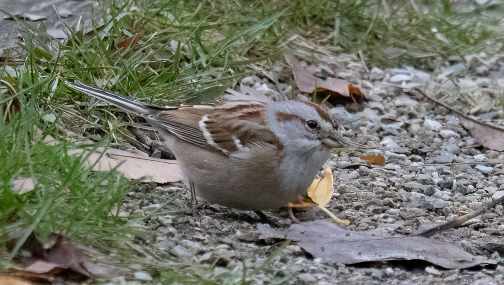 American Tree Sparrow - ML610745360