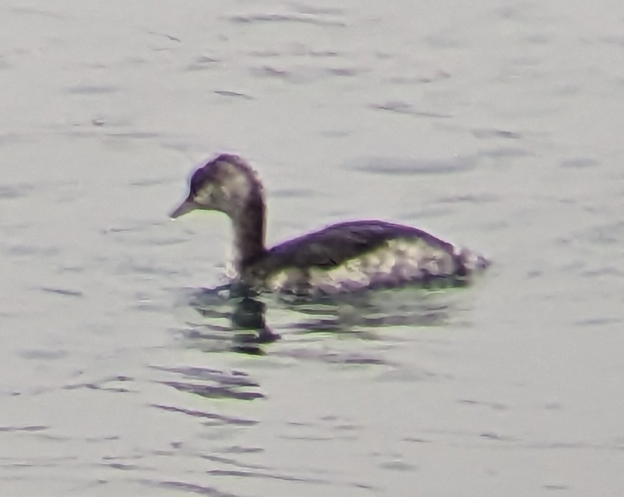 Horned Grebe - ML610745375