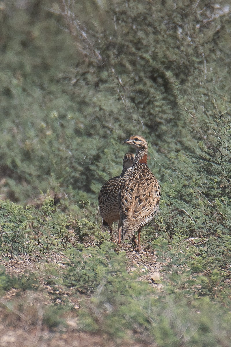 Black Francolin - ML610745541