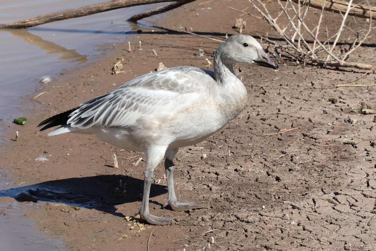 Snow Goose - Machel Sandfort