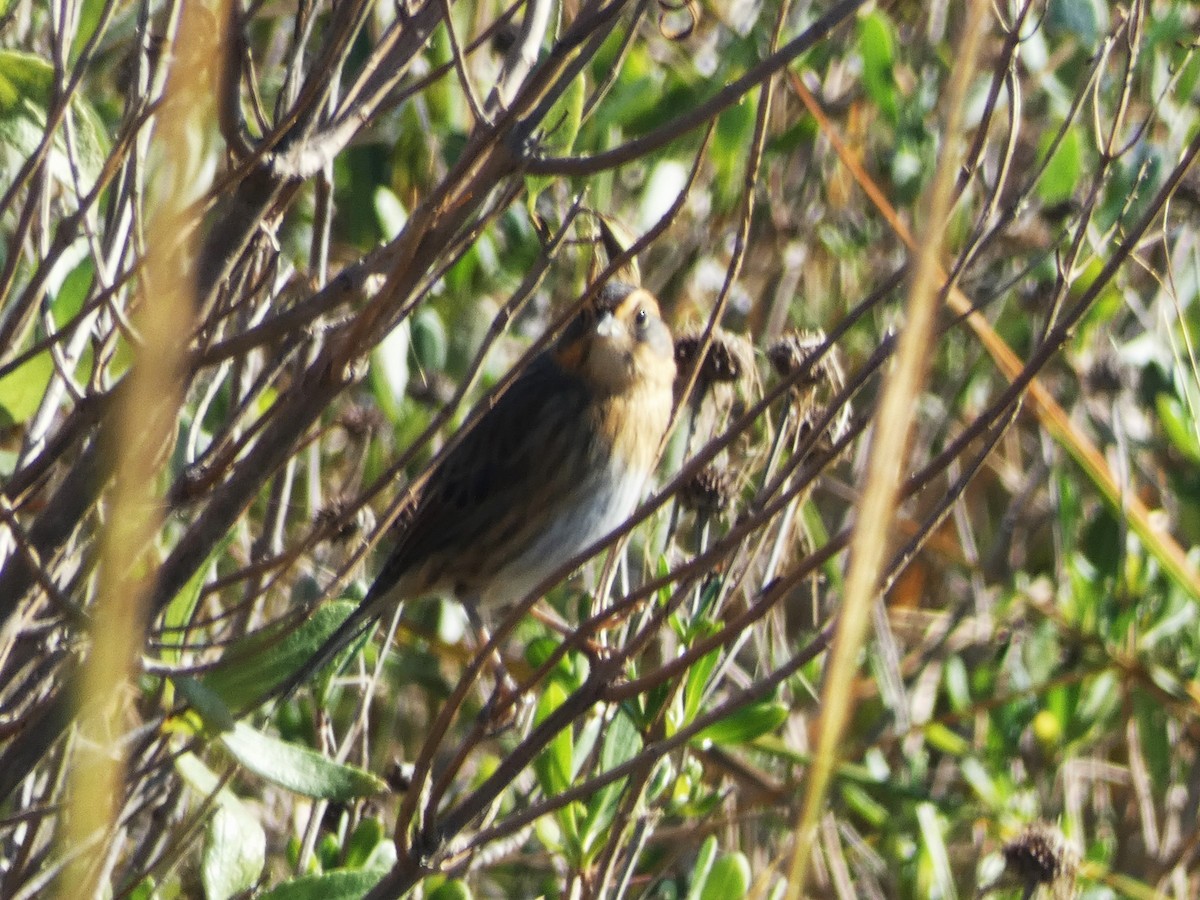 Saltmarsh Sparrow - Paul King