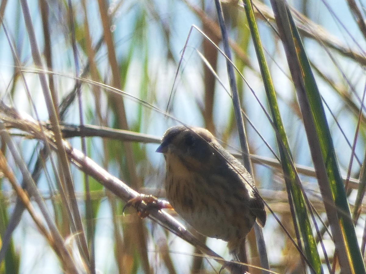 Saltmarsh Sparrow - Paul King