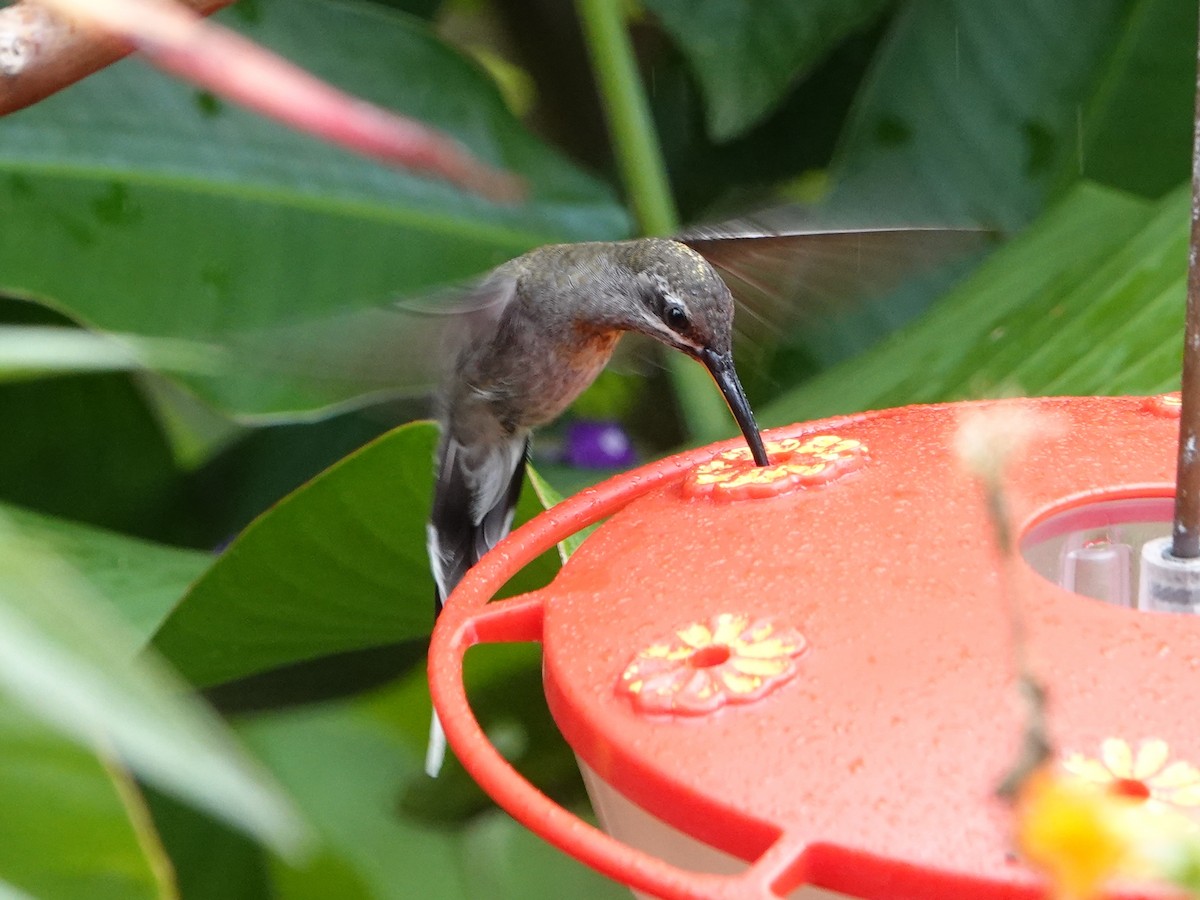 kolibřík běloknírkový - ML610745789