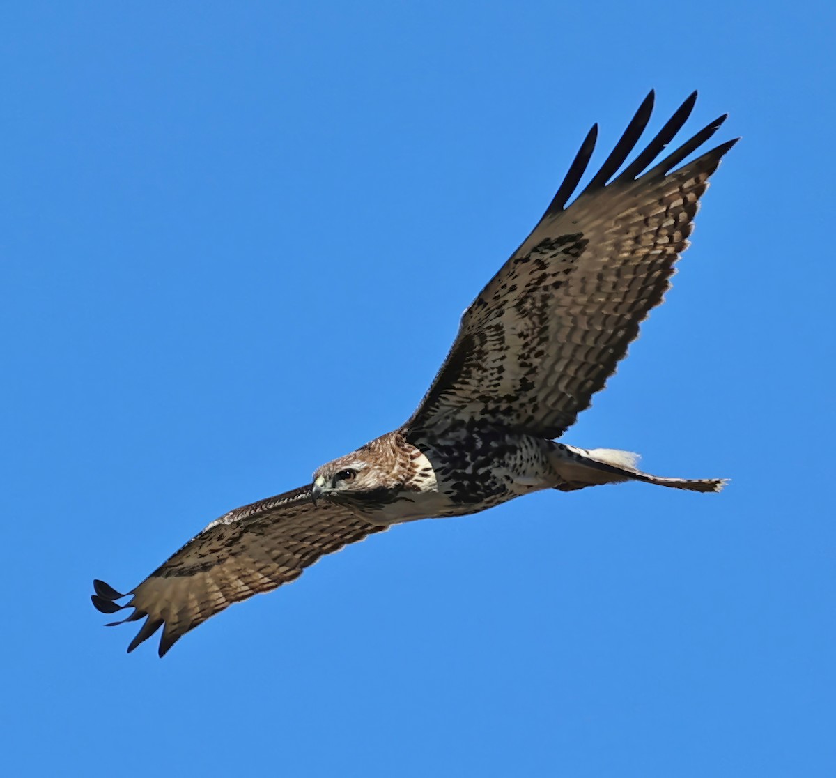 Red-tailed Hawk - ML610745870