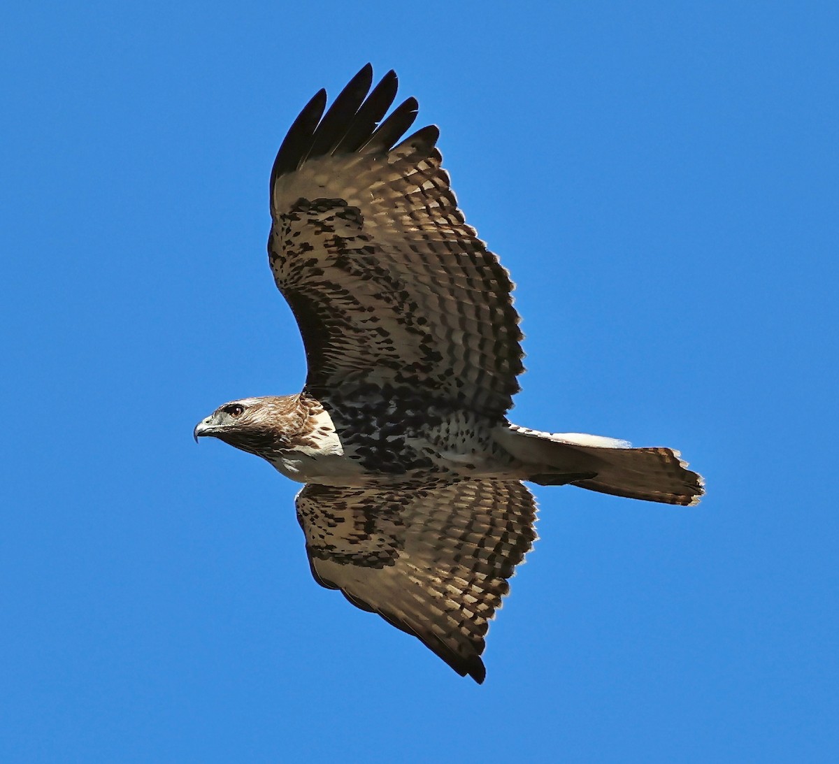 Red-tailed Hawk - ML610745905