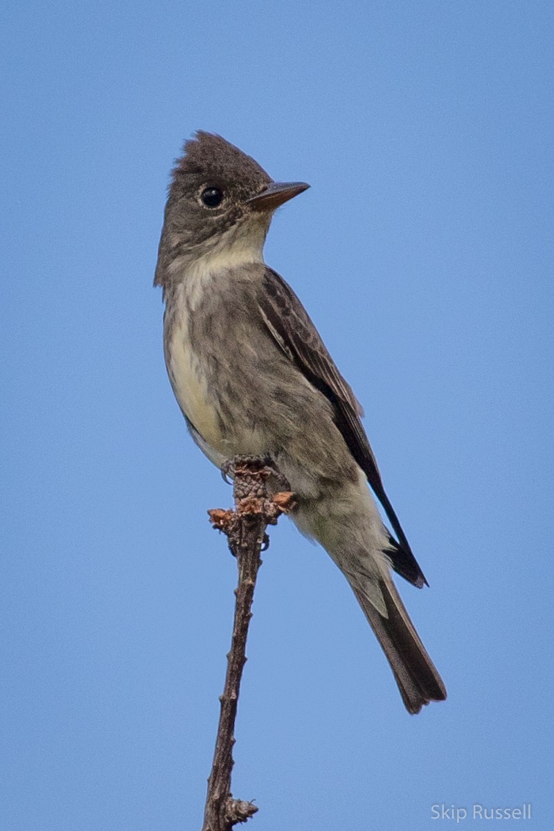 Olive-sided Flycatcher - ML610745998