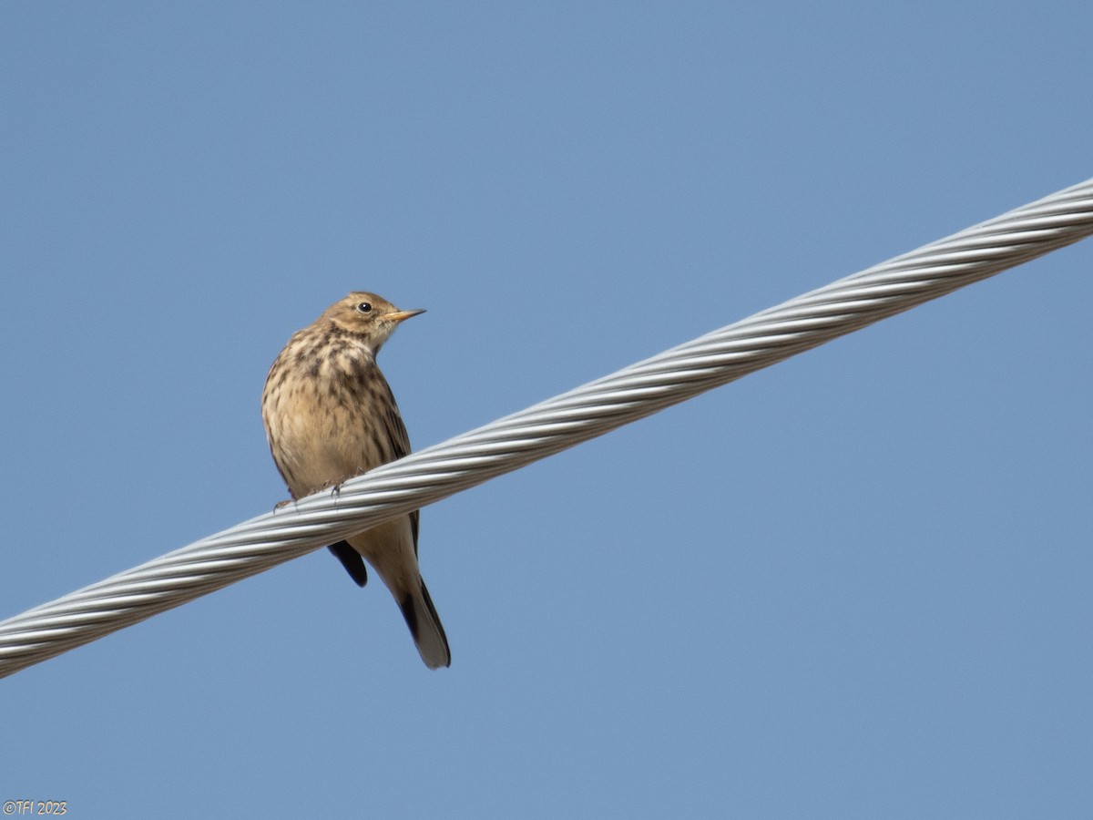 American Pipit - ML610746058