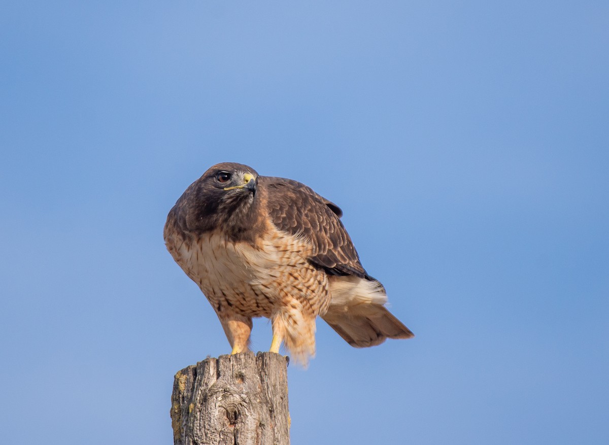 Red-tailed Hawk - ML610746099