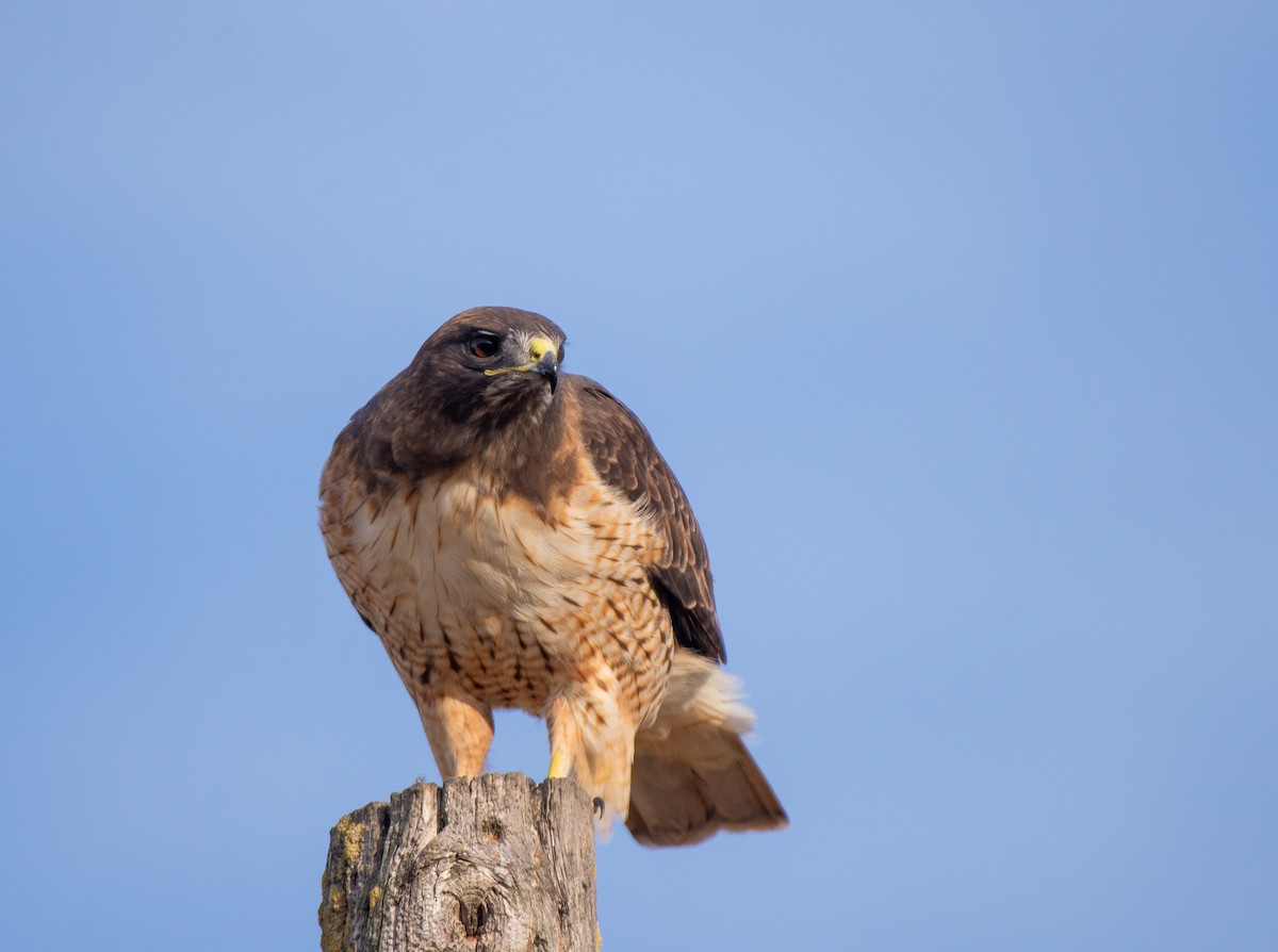 Red-tailed Hawk - ML610746101