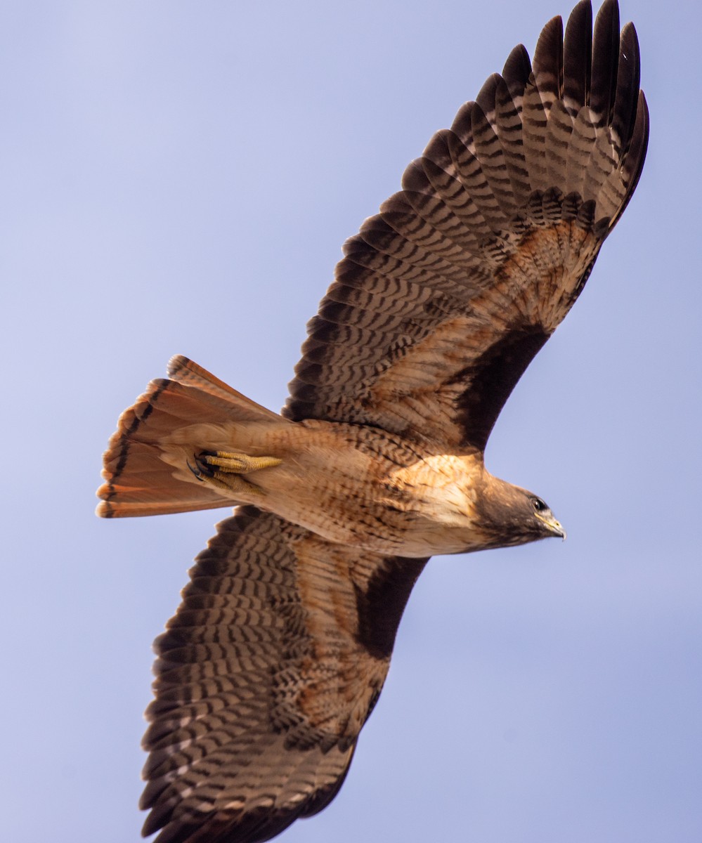 Red-tailed Hawk - ML610746103
