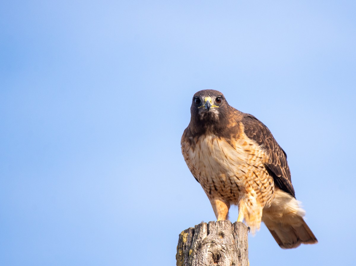 Red-tailed Hawk - ML610746105
