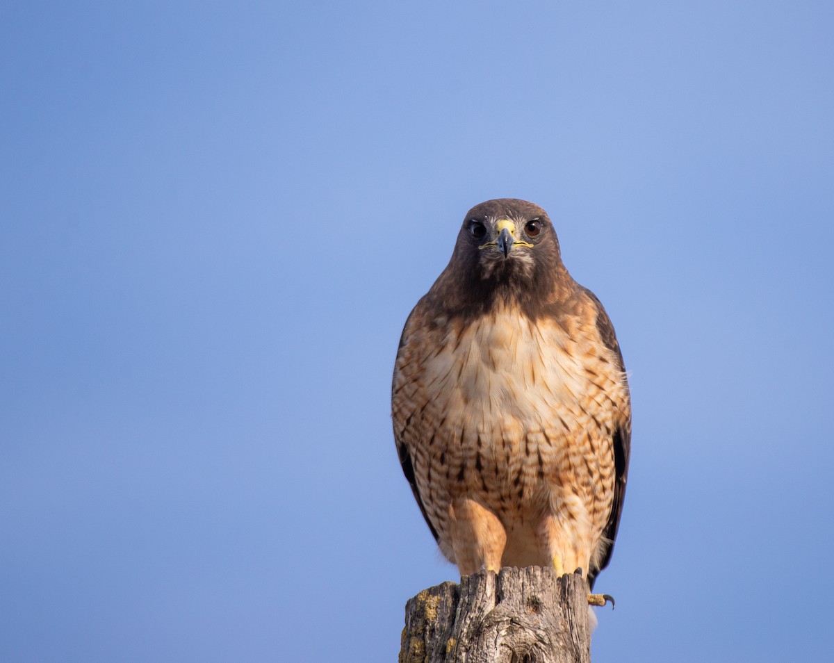 Red-tailed Hawk - ML610746108