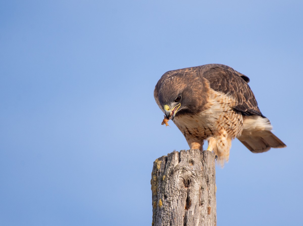 Red-tailed Hawk - ML610746109