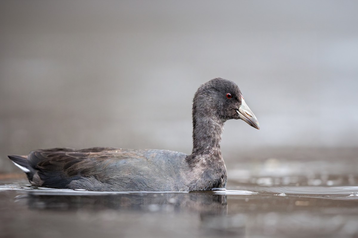 American Coot - ML610746114