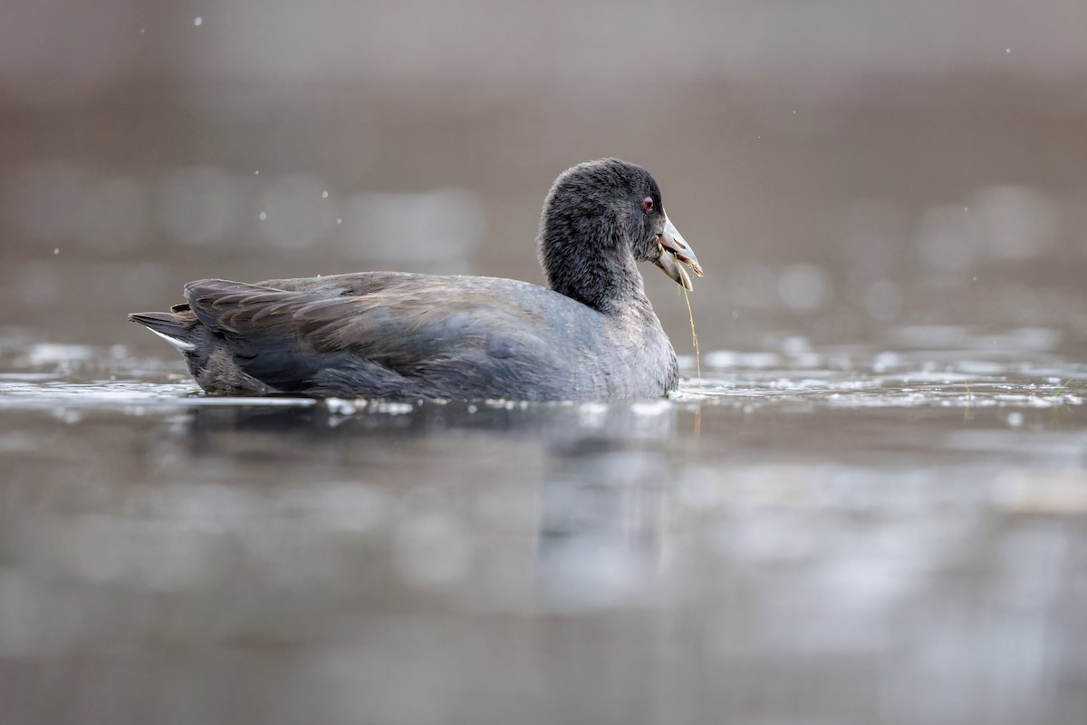 American Coot - ML610746118