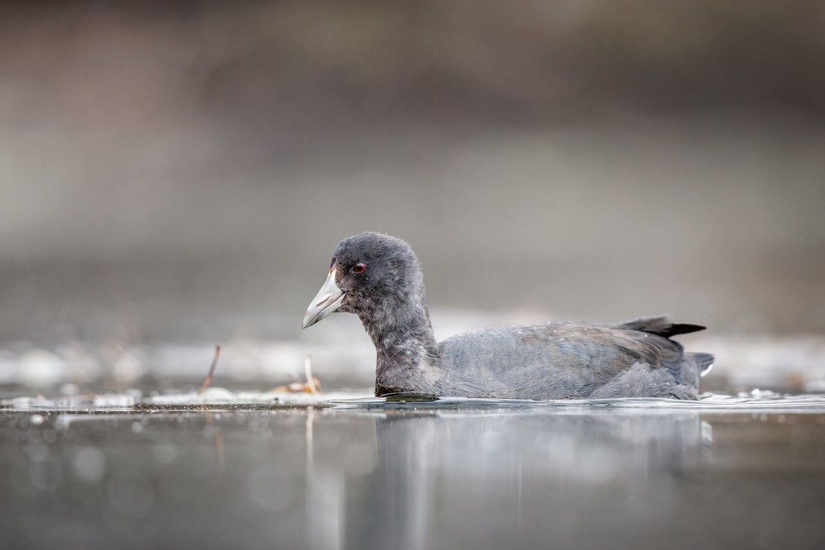 American Coot - ML610746135