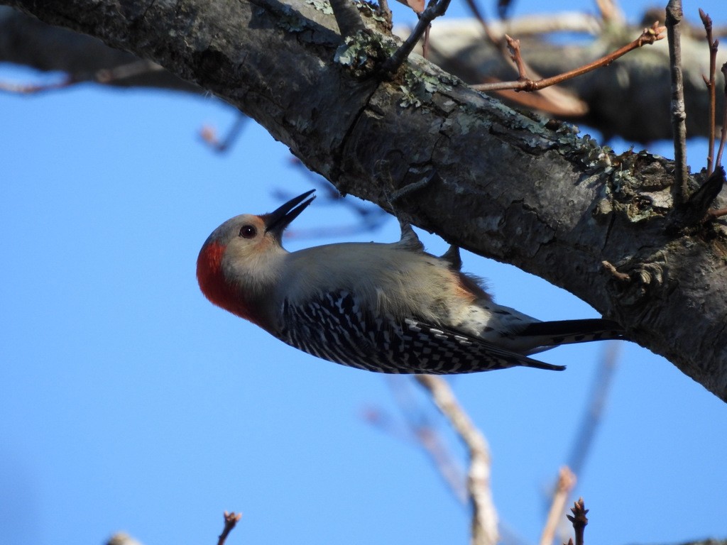 Red-bellied Woodpecker - ML610746171