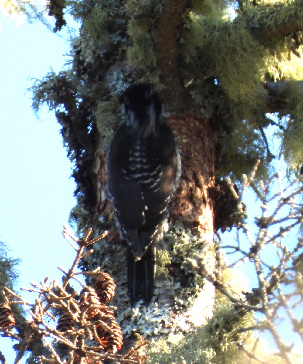 American Three-toed Woodpecker - ML610746174