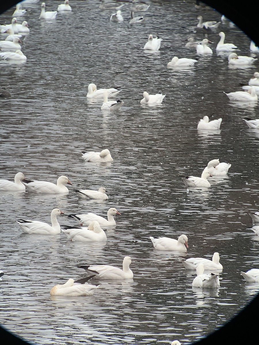 Ross's Goose - ML610746234