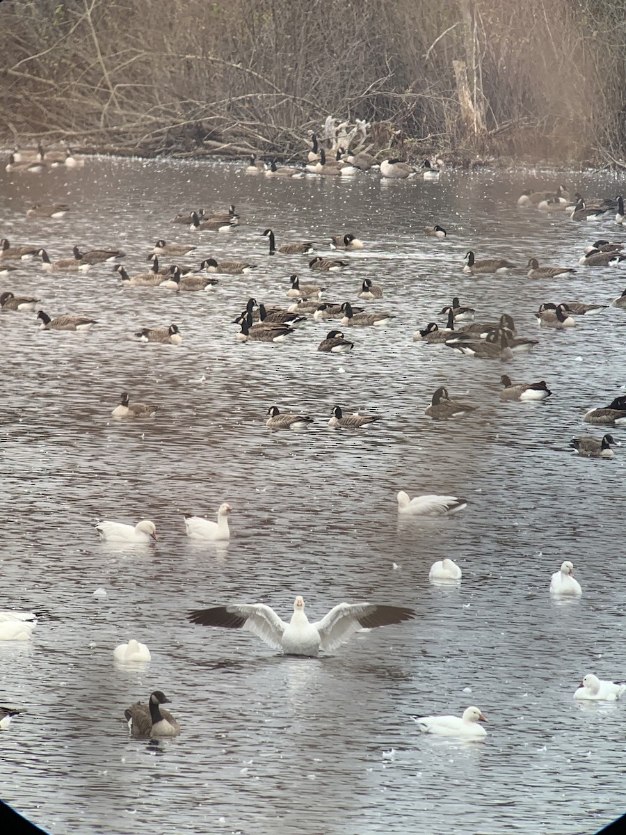 ברנטה גוצית - ML610746253