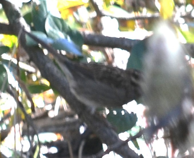 White-throated Sparrow - Will Davis