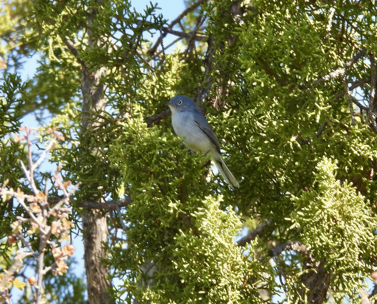 Blue-gray Gnatcatcher - ML610746308